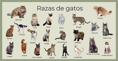 razas de gato